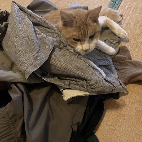 アッグガイ進捗٩( ᐛ )و&nbsp;合わせ目が空いてる、段差あり現場だったらやり直しかクレーム案件ですが🤣コレが旧キットの醍醐味だろうと前に紹介した瞬間を隙間と段差に埋めてヤスリがけそれと首はボールジョイントで少しだけ上が向けるようになりました(￣▽￣;)&nbsp;硬化する間に今回のキモになりそうなパーツも(gandam-hand2)&nbsp;フワフワの洗濯物🧺は気持ちいいのは分かるけど、そこを降りてほしい…シワになる💦（4枚目）