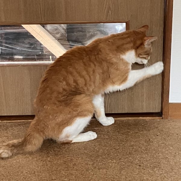旧キットを作っていたときに次は何も考えずに組んで塗装しよう٩( ᐛ )وと思って選んだFGのシャアザクになります&nbsp;旧キットほどではないですが、パーツの合いはそこまで良くないので合わせ目はスキマか段差が出ます(￣▽￣;)&nbsp;合わせ目出ても、いいや〜と思っていたけど結局、ヤスる自分　🤣&nbsp;リバイブ版と並べるとFGはアニメのフォルムに近いですね(zaku-kao6)こちらの方がザクぽく感じます☺️(リバイブ版が悪いわけではないです)次から塗装やデカール貼って行ければいいかなσ(^_^;)（5枚目）