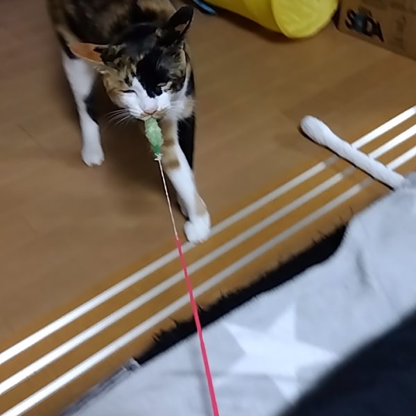 雨、凄いですね…警報がどんどん出てますが台風進路上にお住まいの皆さん、大丈夫でしょうか😟そんな私は今日も缶詰ですので、脚部ふくらはぎの改造をしてます。サムネ画像の右側は加工前、左側は加工後です☺️①のポリキャップをはめるダボにプラパイプをＣ字に加工したものをはめる②①のＣ字のパイプにプラ板でスクラッチしたものを取り付け、ふくらはぎパーツの裏側に貼り付け③関節はめ込みの干渉する箇所などをカット組み立てると…画像②のように可動出来るように😁画像③はふくらはぎのカット部です合間でニャンコと綱引き😸（4枚目）