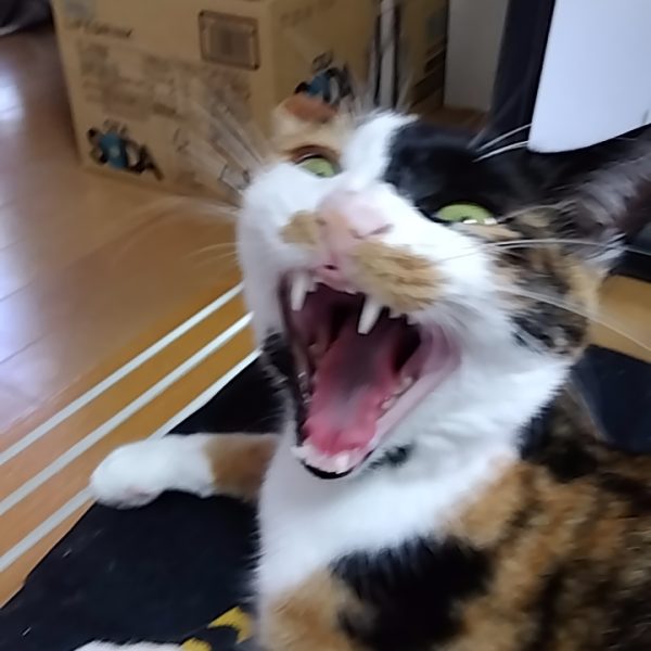 ドラッツェパーツの制作開始しました☺️長すぎるスタビライザーをカットしたり、邪魔になる股間部を作り変えたり、そのままだと使いづらかったので胴体部をあれこれスクラッチしました😁胸部パーツは画像②③のようにスライドするようにしてみましたあと、ニャンコがあくびをした瞬間の写真が撮れました😸（4枚目）