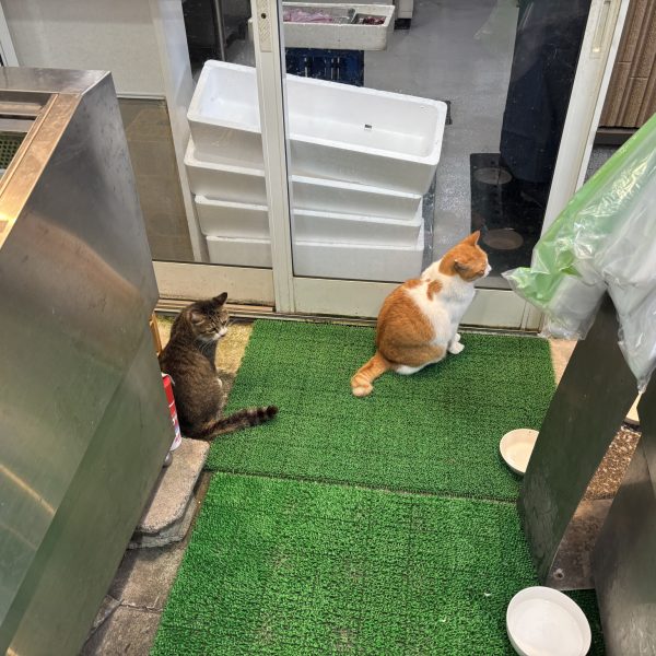 旅行から帰ってきました。高知はやはり最高でしたね、カツオも鰻も野菜ももろもろたまらんかったです。なんとなく帰ってきて鬼面を作ってみる。使うかはわからないが意外とそれっぽいものは作れるかのテストでした。（4枚目）