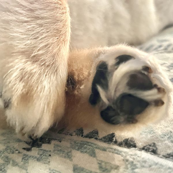 柔らかすぎて死ぬ