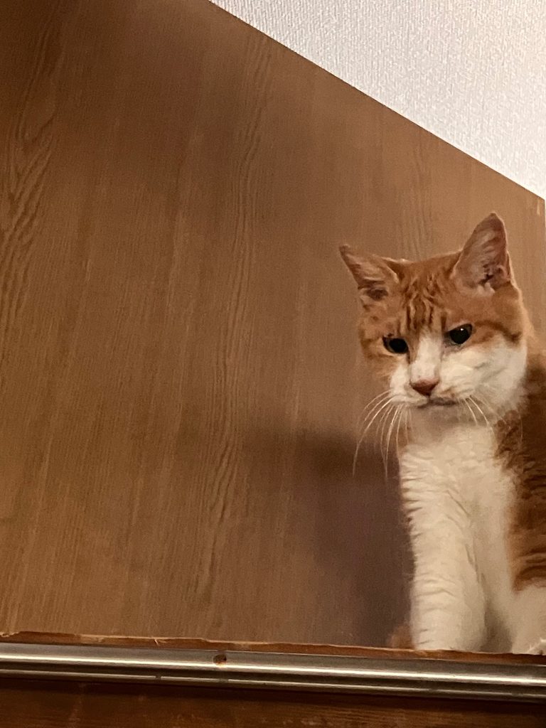 最後まで、ご覧いただきありがとうございましたm(_ _)m